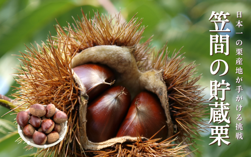 笠間の栗〜甘さ引き出す冷蔵貯蔵のブランド栗〜【期間限定 12月14日まで】