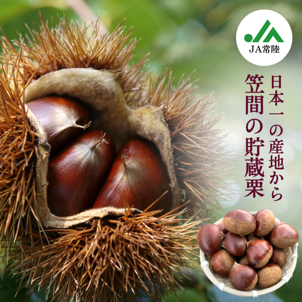 笠間栗〜甘さ引き出す冷蔵貯蔵のブランド栗〜【期間限定 12月21日まで】の商品画像 1