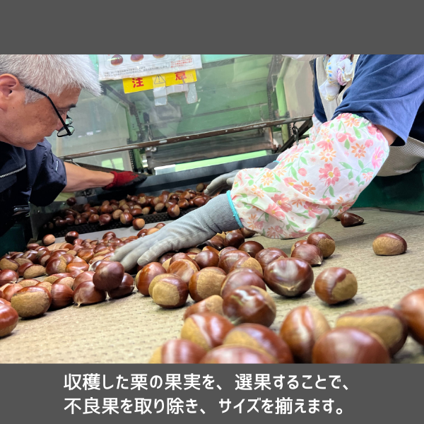 笠間栗〜甘さ引き出す冷蔵貯蔵のブランド栗〜【期間限定 12月14日まで