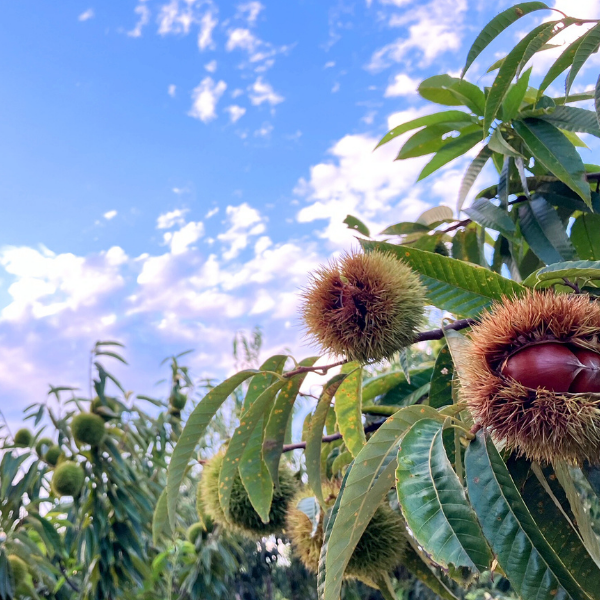 利平栗　氷温貯蔵　３Ｌ　3kg ¥10000 楽天市場】JA直送 熊本県産 高級和栗 「利平栗」 2.5kg JAたまな 玉名