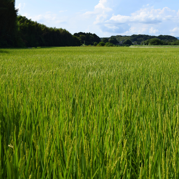 令和7年茨城県産（旧七会村産） ななかいの里コシヒカリ | 茨城の名